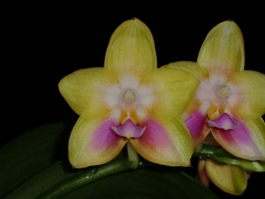 Phalaenopsis Phoenix Canary Trinity AM 80 pts.